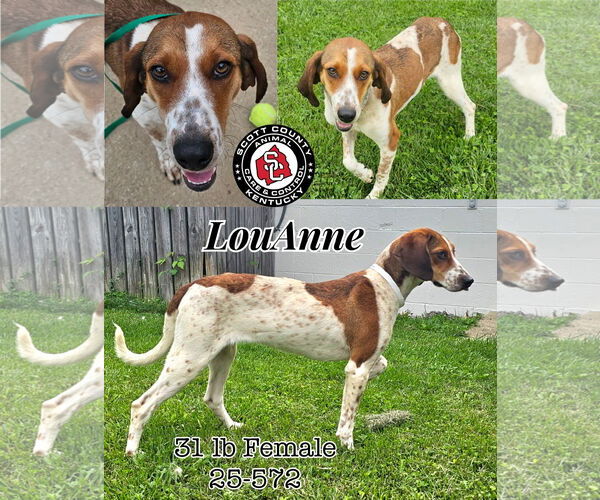 Medium Photo #1 Coonhound Puppy For Sale in Georgetown, KY, USA