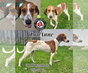 Coonhound Dogs for adoption in Georgetown, KY, USA