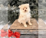 Small #3 Pomeranian