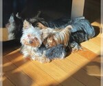 Small Photo #1 Yorkshire Terrier Puppy For Sale in SHAKOPEE, MN, USA