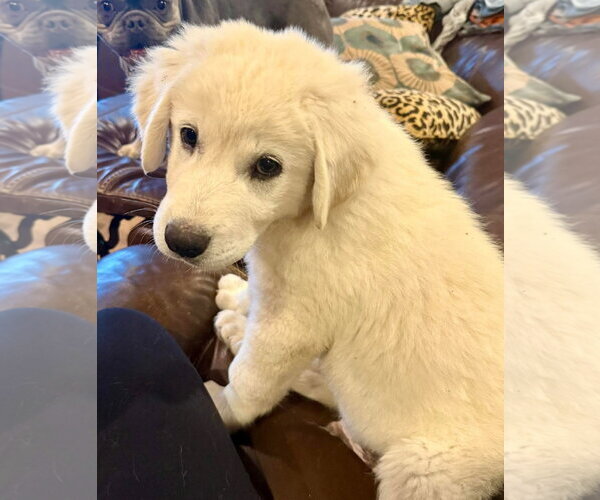 Medium Photo #2 Anatolian Pyrenees Puppy For Sale in Houston, TX, USA