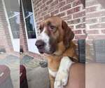 Small Saint Bernard Mix