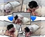 Small Photo #6 French Bulldog Puppy For Sale in DE MOSSVILLE, KY, USA