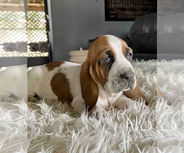 Medium Photo #13 Basset Hound Puppy For Sale in HUGHSON, CA, USA
