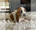 Small Photo #13 Basset Hound Puppy For Sale in HUGHSON, CA, USA