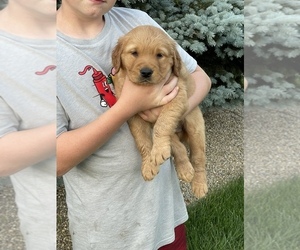 Golden Retriever Puppy for Sale in HILLSBORO, Ohio USA