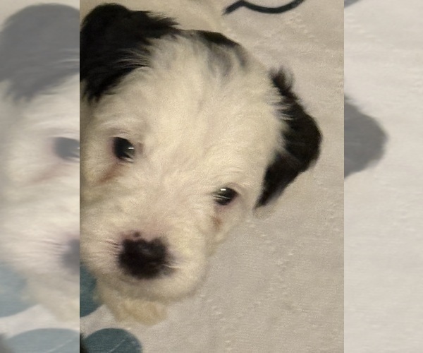 Medium Photo #4 Bernedoodle (Miniature) (+ Poodle Miniature) Puppy For Sale in BREA, CA, USA