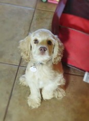 Cocker Spaniel Puppy for sale in TONOPAH, AZ, USA