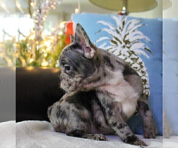 Medium Photo #4 French Bulldog Puppy For Sale in SALEM, OR, USA