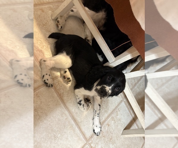 Medium Photo #3 English Springer Spaniel Puppy For Sale in WICHITA, KS, USA