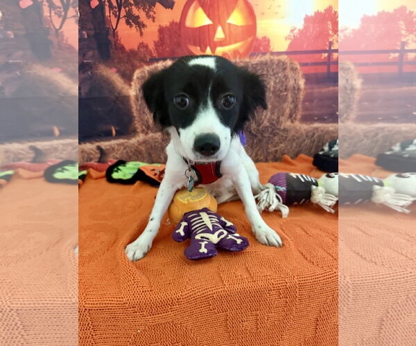 Medium Photo #2 Chiweenie Puppy For Sale in Lake Elsinore, CA, USA