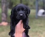 Small Photo #1 Labrador Retriever Puppy For Sale in CHILLICOTHE, MO, USA
