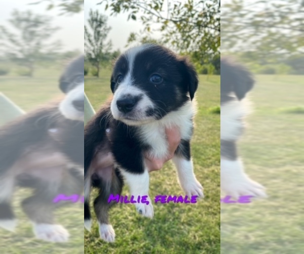 Medium Photo #8 Border Collie Puppy For Sale in BUCKLIN, MO, USA