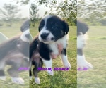 Small Photo #8 Border Collie Puppy For Sale in BUCKLIN, MO, USA