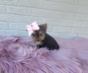 Yorkshire Terrier Puppy for sale in INDIANAPOLIS, IN, USA