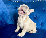 Small Photo #7 French Bulldog Puppy For Sale in BOULDER, CO, USA