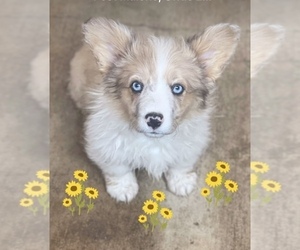 American Corgi Puppy for sale in SANDY VALLEY, NV, USA