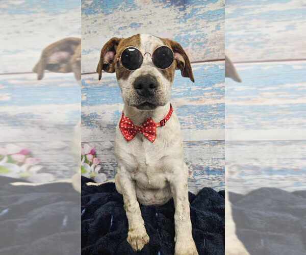 Medium Photo #2 American Bulldog-Unknown Mix Puppy For Sale in Lakewood, CO, USA