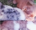 Image preview for Ad Listing. Nickname: Litter of 3