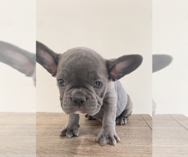 Medium Photo #3 French Bulldog Puppy For Sale in NEW MILFORD, CT, USA