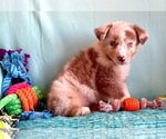 Small Photo #8 Miniature Australian Shepherd Puppy For Sale in BOUSE, AZ, USA