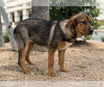 Small #5 Mutt