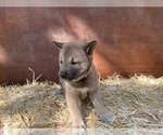 Small Photo #3 Shiba Inu Puppy For Sale in NEW ATHENS, IL, USA