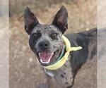 Small Catahoula Leopard Dog Mix
