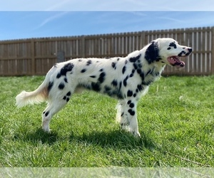 Father of the Dalmatian puppies born on 01/07/2026