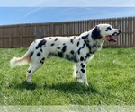 Small Photo #1 Dalmatian Puppy For Sale in HIGHLAND, IL, USA