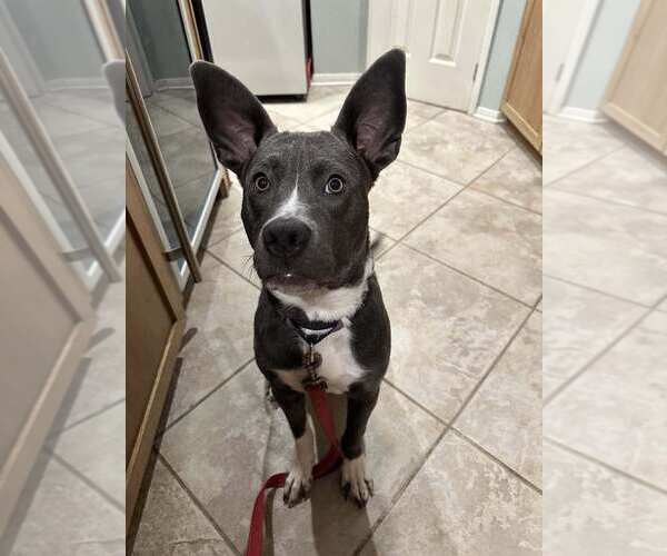 Medium Photo #5 American Pit Bull Terrier-Unknown Mix Puppy For Sale in La Verne, CA, USA