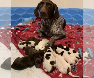 German Shorthaired Pointer Puppy for sale in WILLOW RIVER, MN, USA