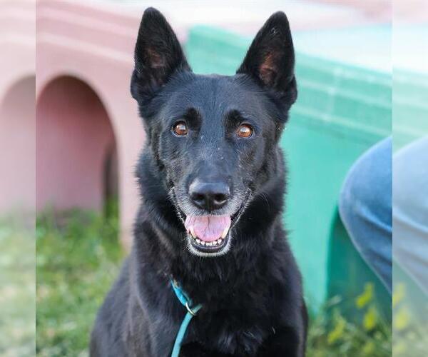 Medium Photo #1 German Shepherd Dog Puppy For Sale in Modesto, CA, USA