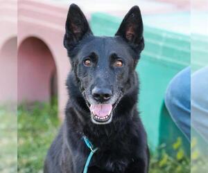 German Shepherd Dog Dogs for adoption in Modesto, CA, USA