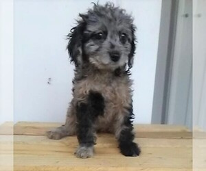 Cavapoo-Poodle (Miniature) Mix Puppy for sale in FREDERICKSBG, OH, USA