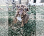 Small Photo #5 English Bulldog Puppy For Sale in PASCO, WA, USA