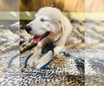 Small #2 Great Pyrenees