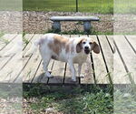 Small #3 Beagle