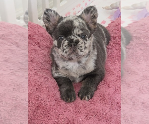 Medium Photo #1 French Bulldog Puppy For Sale in NEWPORT NEWS, VA, USA