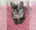 Puppy Lola French Bulldog
