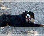 Small Photo #1 Bernedoodle-Poodle (Toy) Mix Puppy For Sale in BLACK FOREST, CO, USA