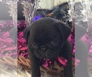 Pug Puppy for Sale in BELLEVIEW, Florida USA