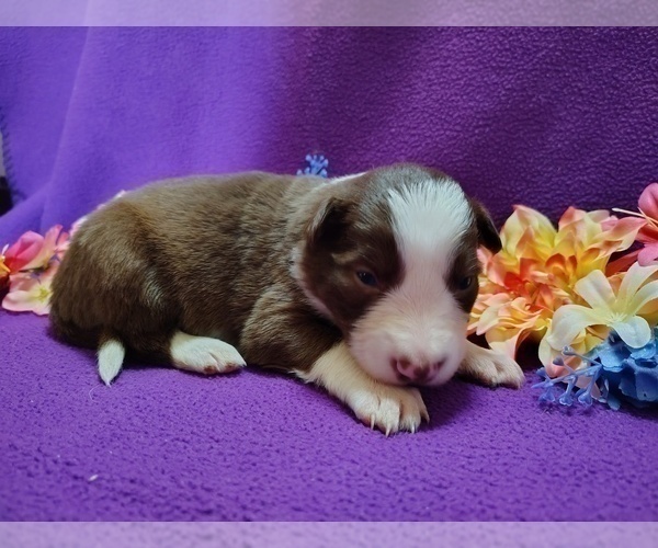 Medium Photo #12 Border Collie Puppy For Sale in NORBORNE, MO, USA