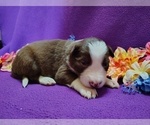 Small #11 Border Collie