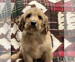 Small Photo #5 Irish Doodle Puppy For Sale in DUNDEE, OH, USA