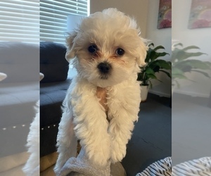 Maltese Puppy for sale in CLAIR MEL, FL, USA