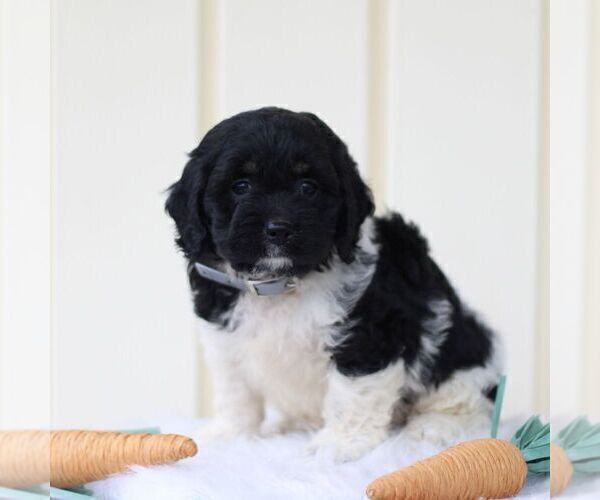 Medium Photo #3 Cockapoo Puppy For Sale in GORDONVILLE, PA, USA