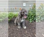 Puppy Daisy Aussiedoodle