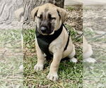 Small #5 Mutt