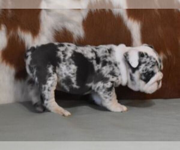 Medium Photo #2 English Bulldog Puppy For Sale in MARSHFIELD, MO, USA